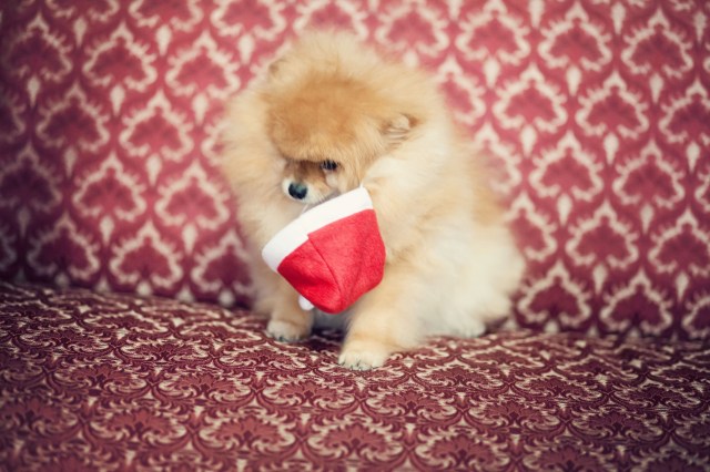 IndytomtesnedIMG_9383_2