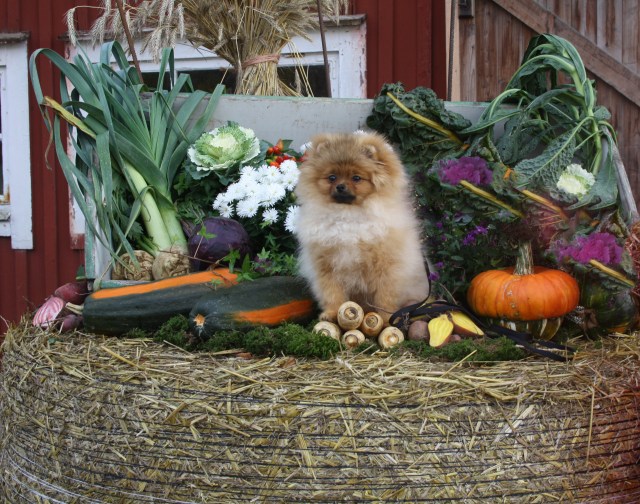 tillsusannebonnie(1)