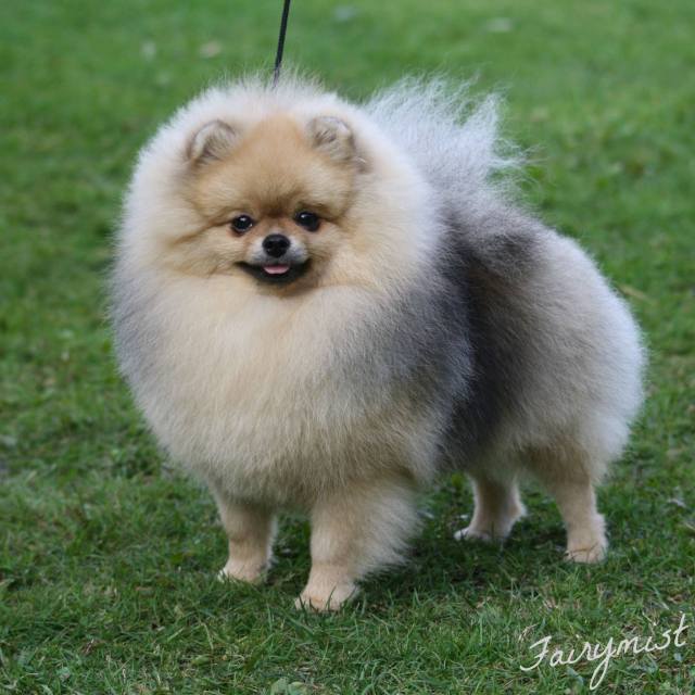 11852137_10156051297445534_368435597_o