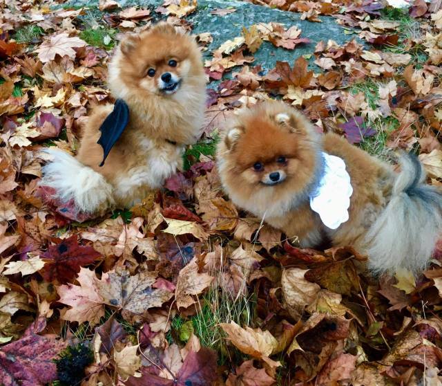 14808950_10157709223900232_1480122740_o