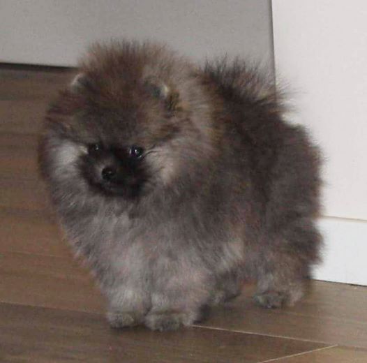 blackoranngeswritetherules