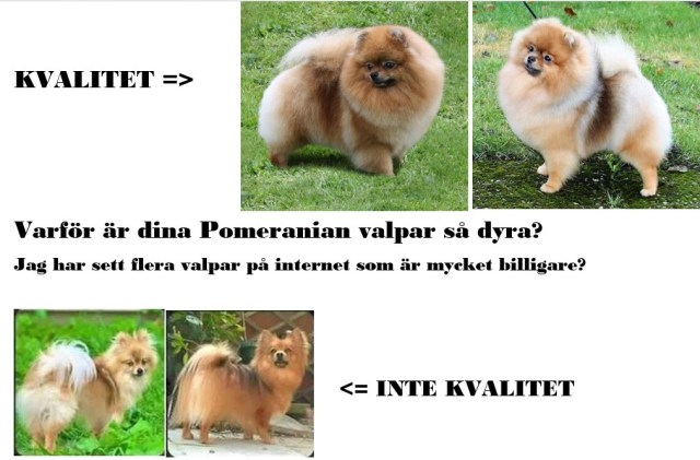 kvalitetpomeranian.jpg