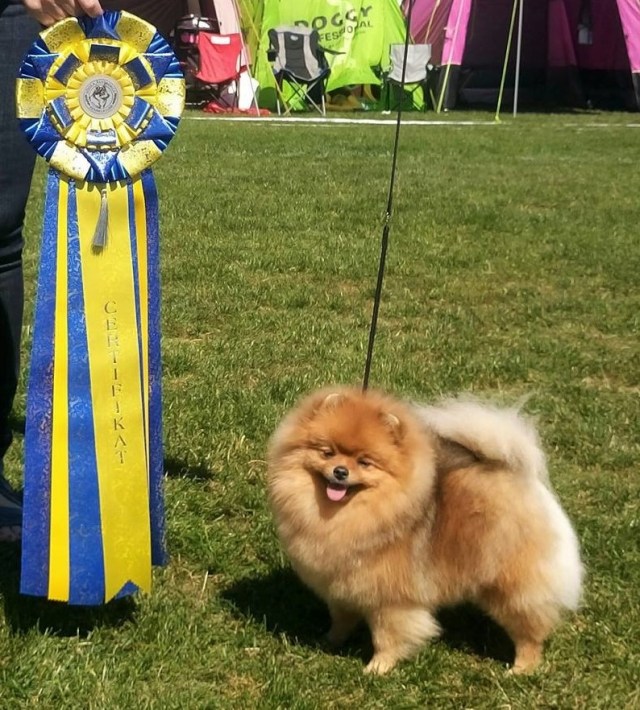 36367163_10156297026931777_3012562109490790400_n