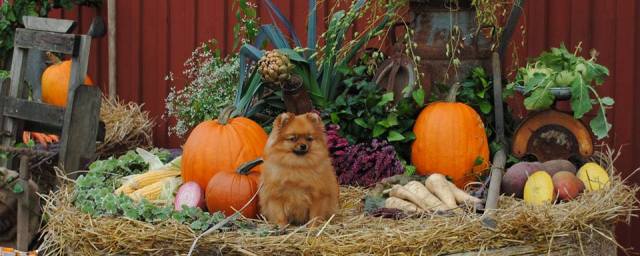 tjolöholm_skördefest