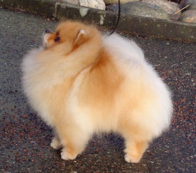 trim_pomeranian.jpg