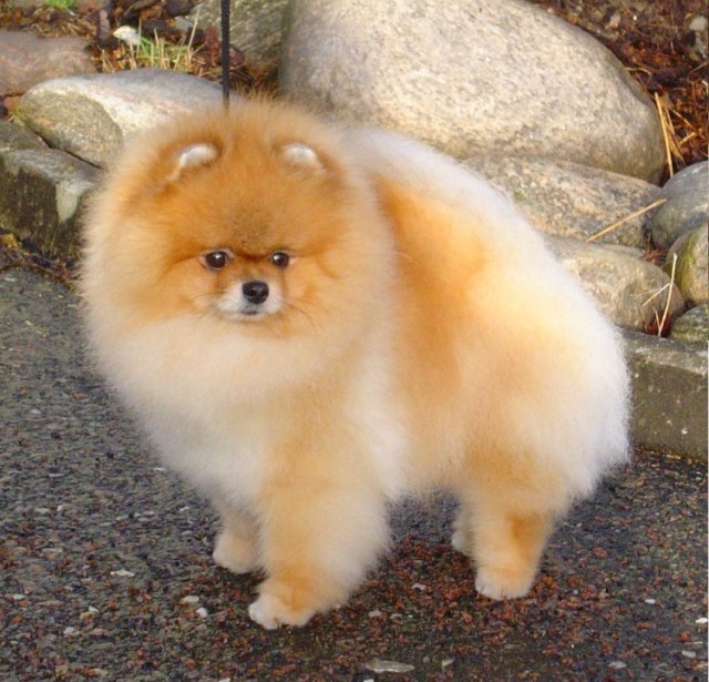 Trimmad_pomeranian