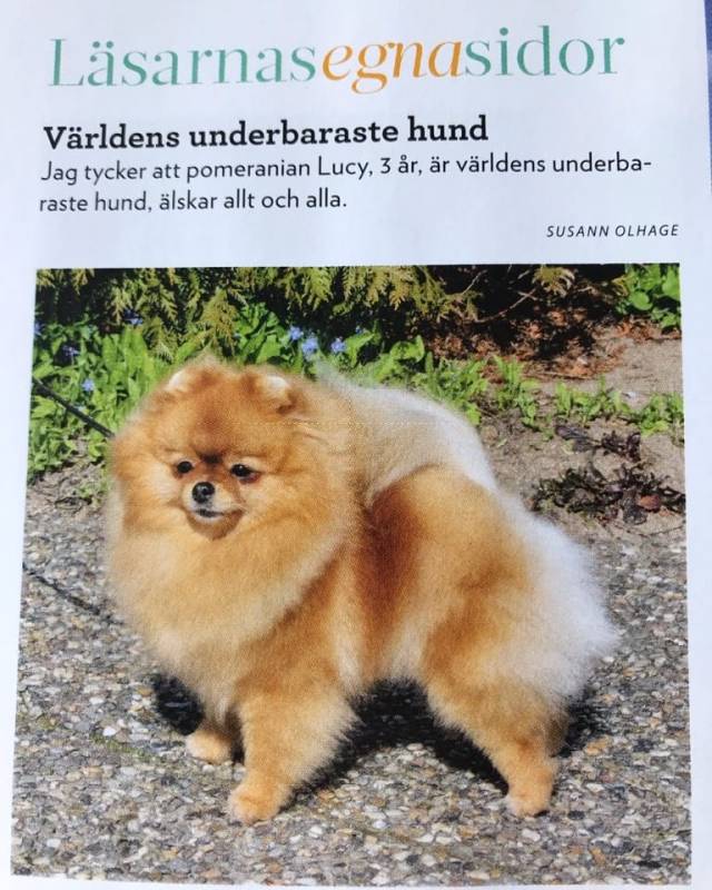 härliga_hund.jpg