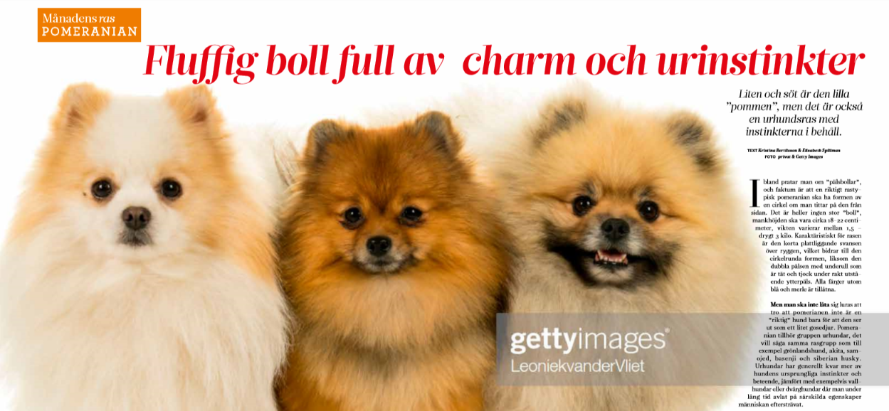 månadensras_pomeranian