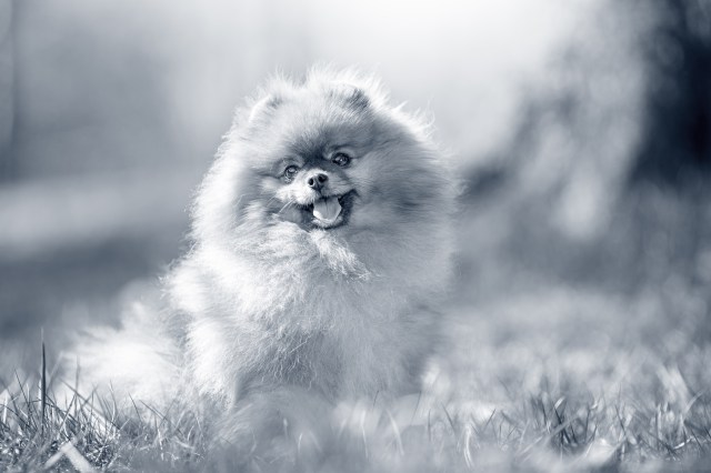 Print_AniCura_Dogs_357_Pomeranian